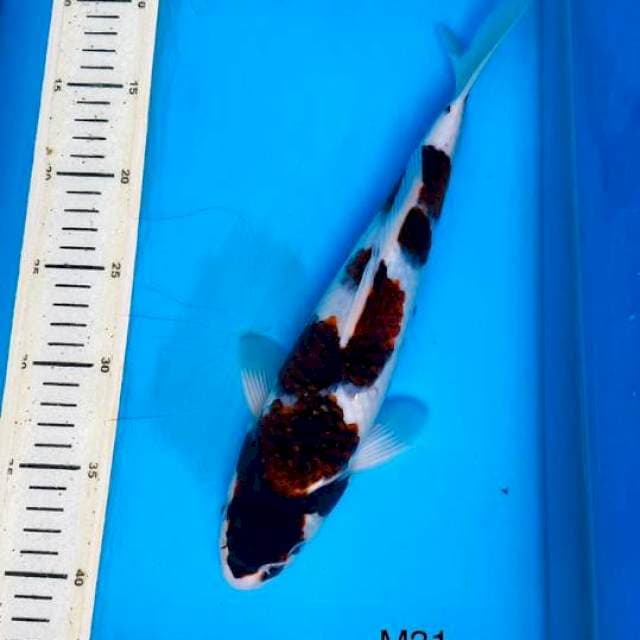 F1 budo koromo 31cm Male