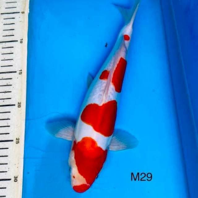 Kohaku doit 29cm Male