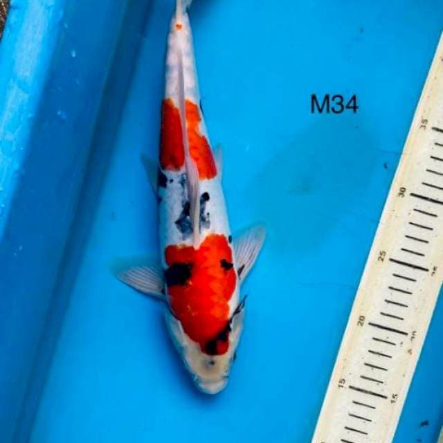 Showa doit 34cm Male