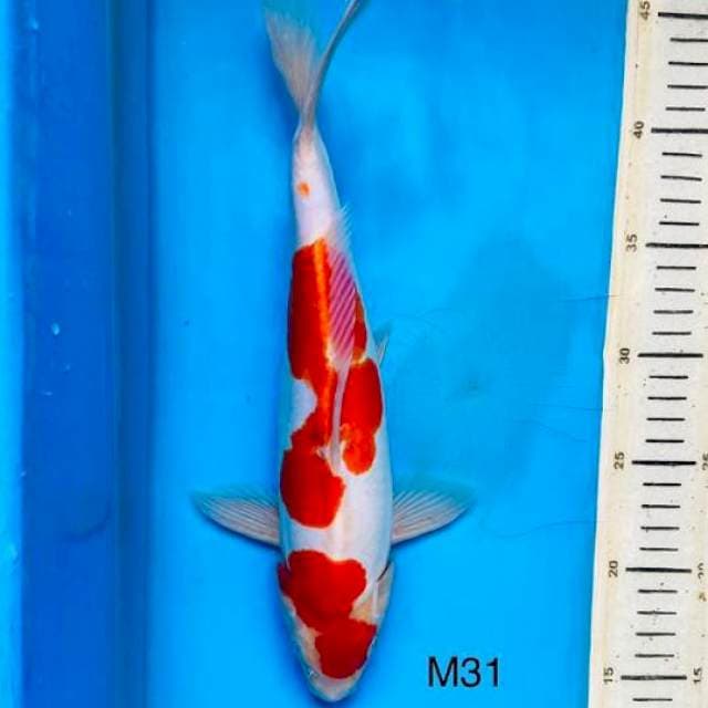 Kohaku doit 31cm male