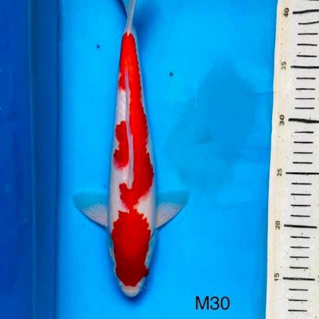 HQ kohaku f1 30cm Male