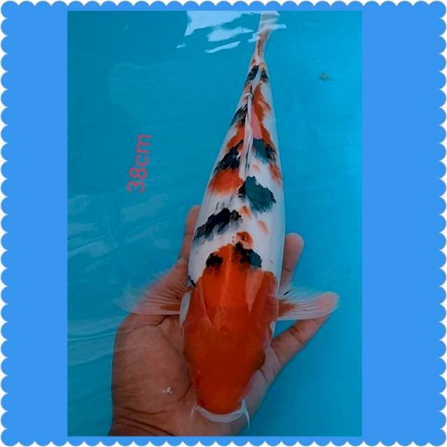 Sanke 38cm
