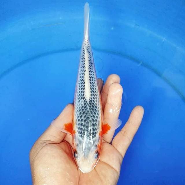 ASAGI MANTAB