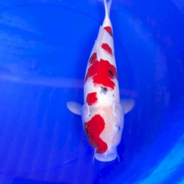 Showa sansoku uhuii