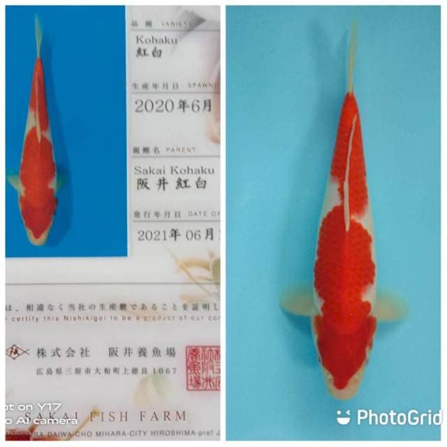 Kohaku sakai fish farm
