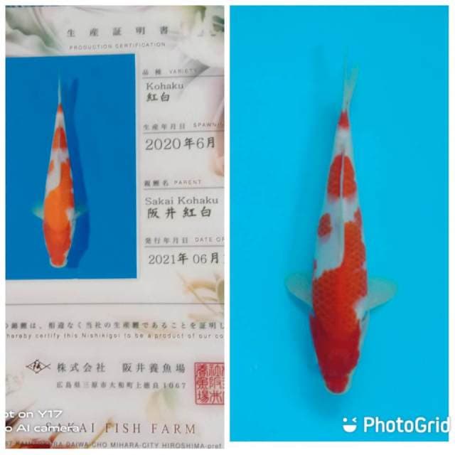 Kohaku sakai fish farm