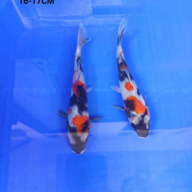Kindai Showa 16-17cm