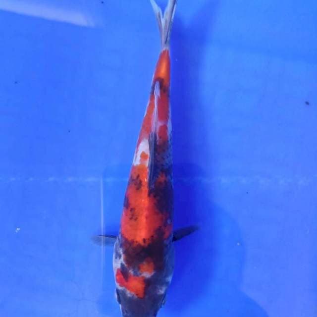 Showa 18cm