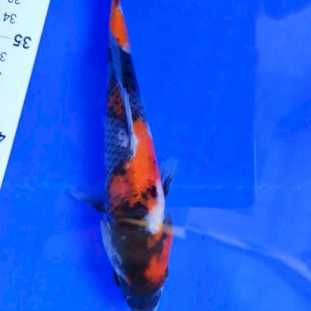 Showa 18cm