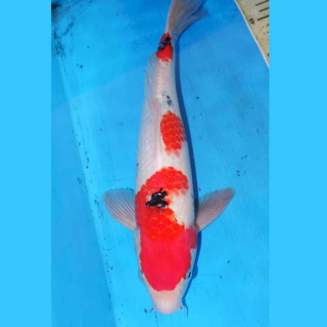 35cm KINDAI SANKE