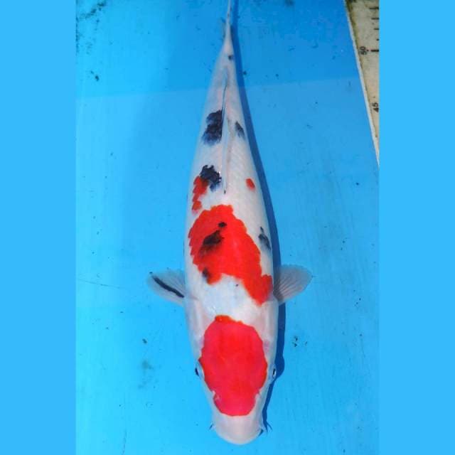 30cm SANKE