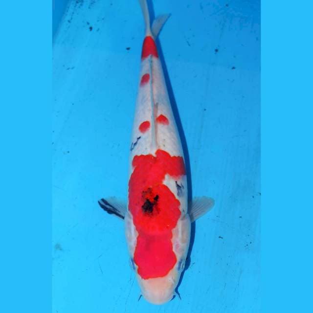 27cm SANKE TSUBOSUMI