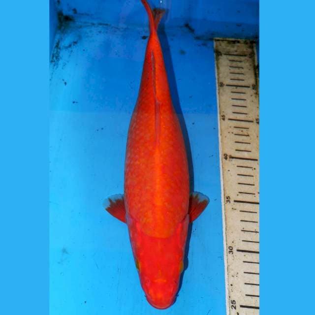 33cm BENIGOI