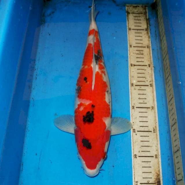 40cm SANKE INAZUMA SAKURA
