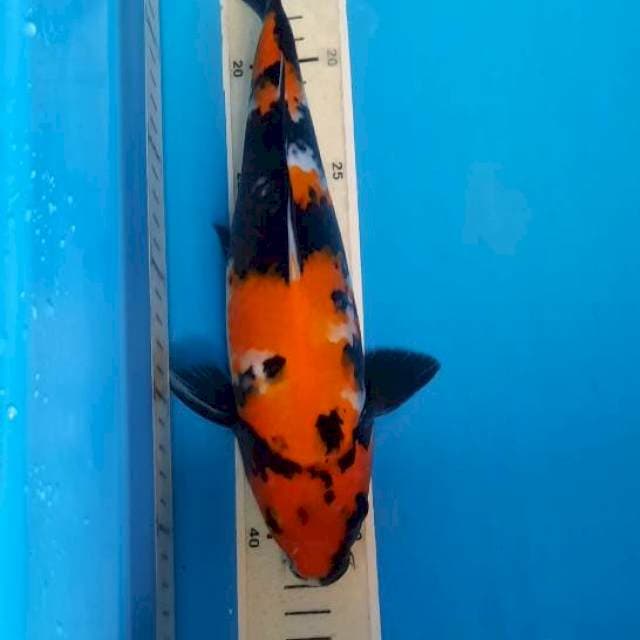 Showa 27cm