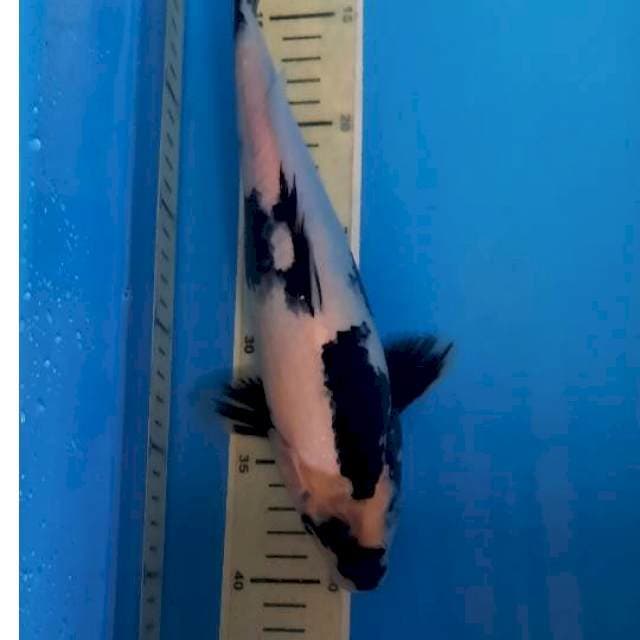 Shiro 30cm 