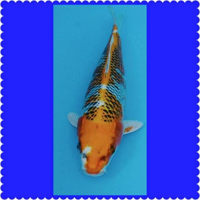 KOJAKU 37cm 