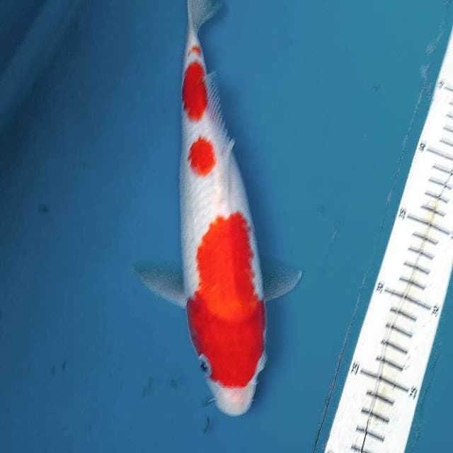 Yondan kohaku super red