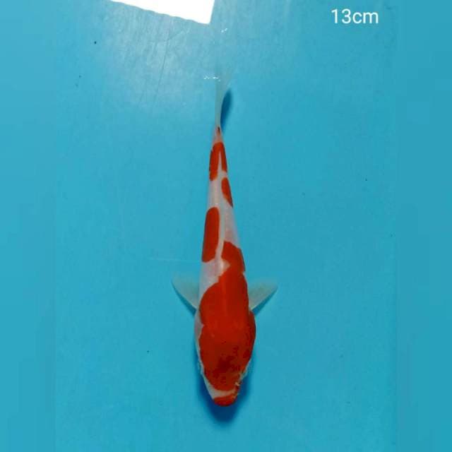 Kohaku 13cm SQ
