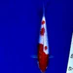 Kohaku ginrin 24cm