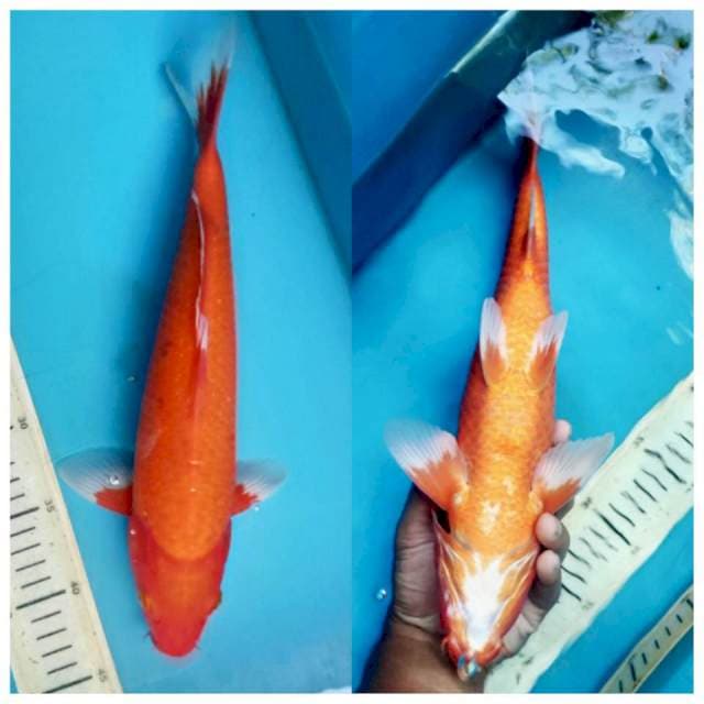 Aka hajiro male, 35cm