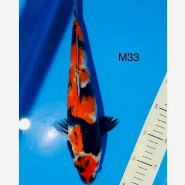 Showa maruten 33cm cut ringan