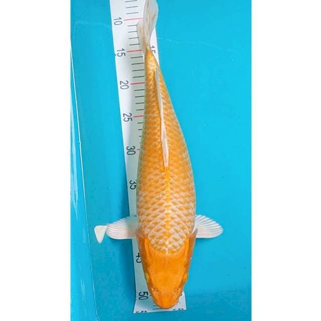 Ogon 41cm