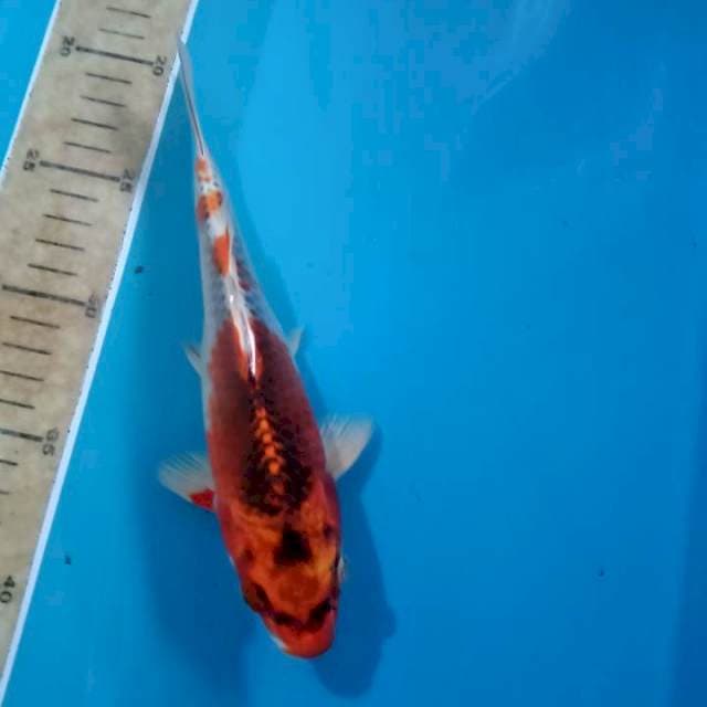 Kojaku 21cm
