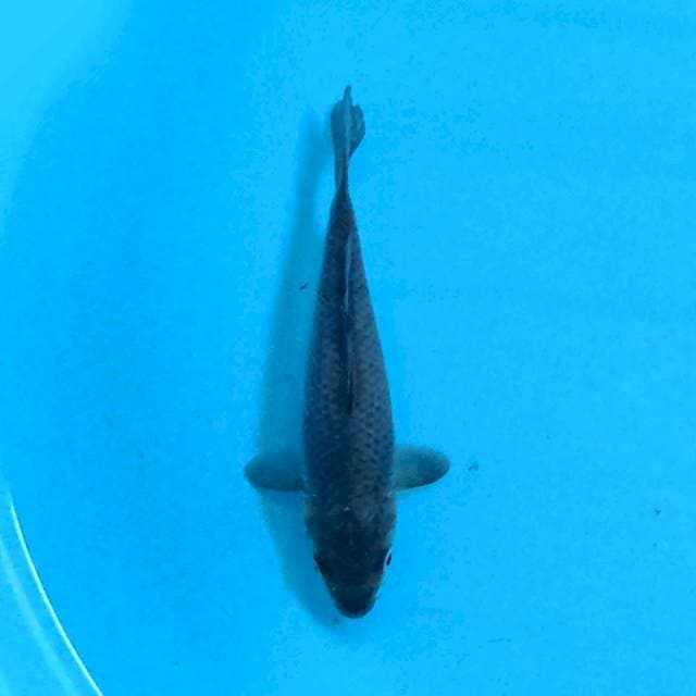 Soragoi 15 cm