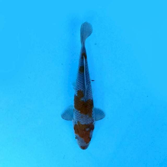 Ochiba 17 cm