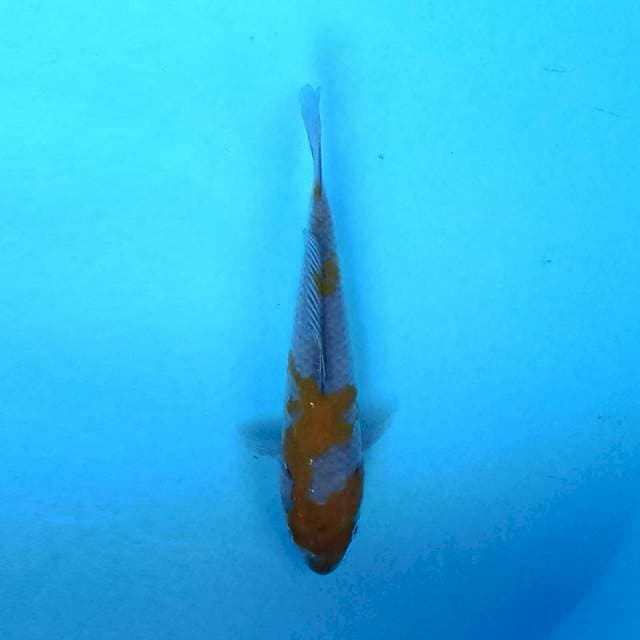 Ochiba 15 cm