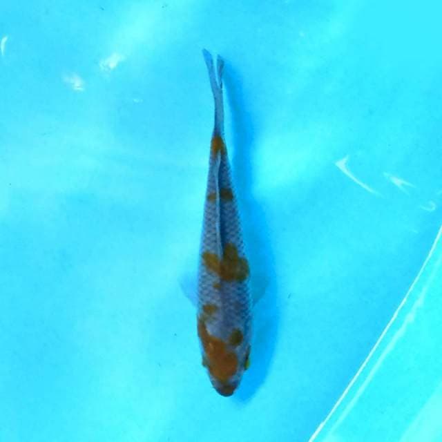 Ochiba 15 cm