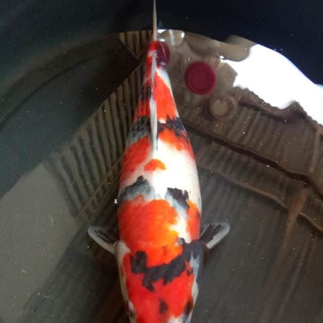 SHOWA SQ  37 CM. 