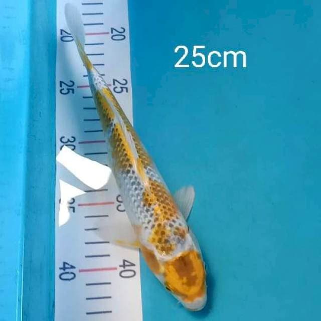 Maruthen kujaku 25cm