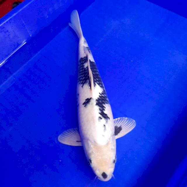 Shiro 37cm