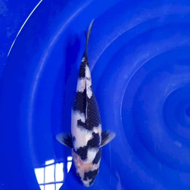 Shiro SQ 29cm