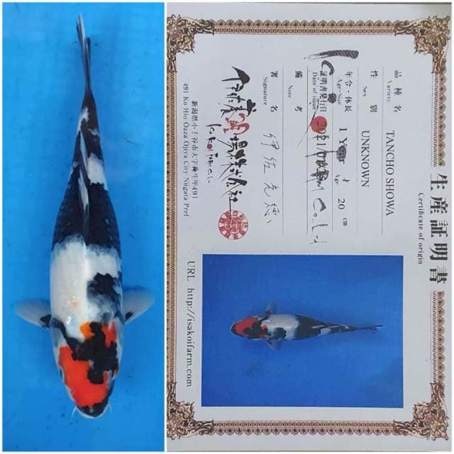 Tancho Showa import ISA