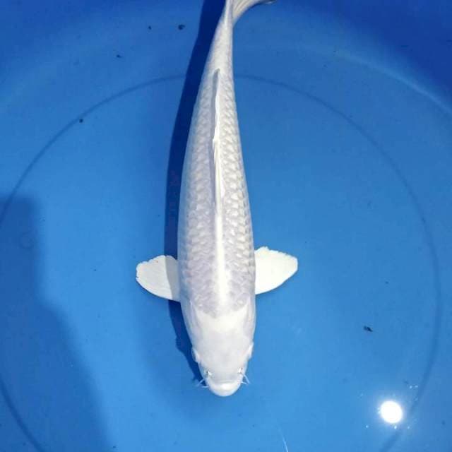 Platinum 40cm male
