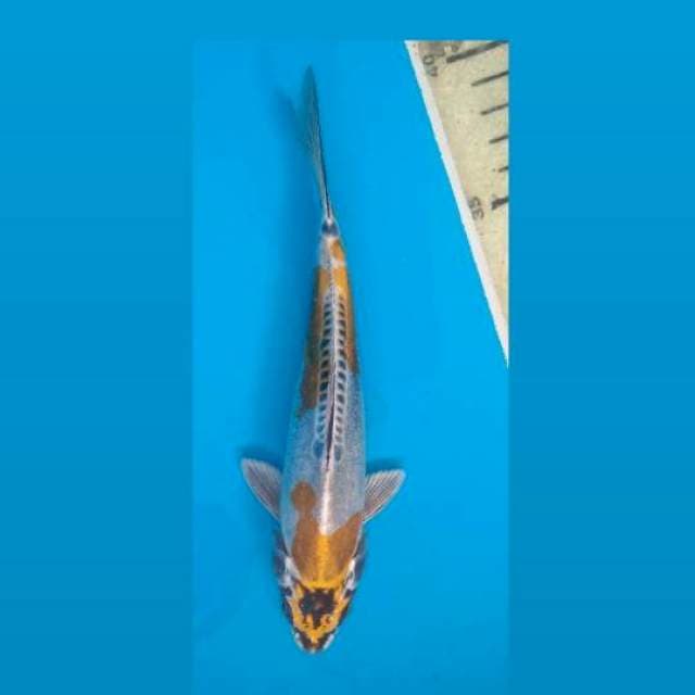 Kikokuryu 20Cm