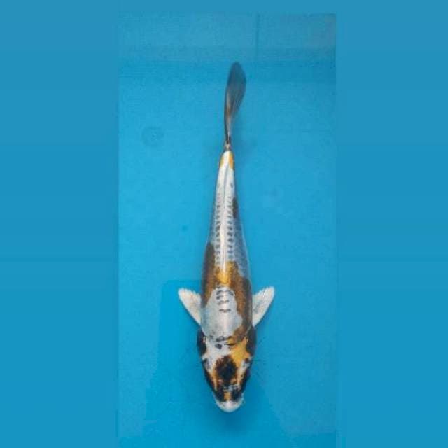 Kikokuryu 20Cm