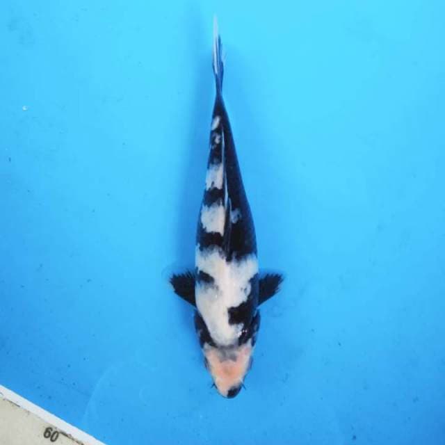 Shiro Utsuri 19 cm