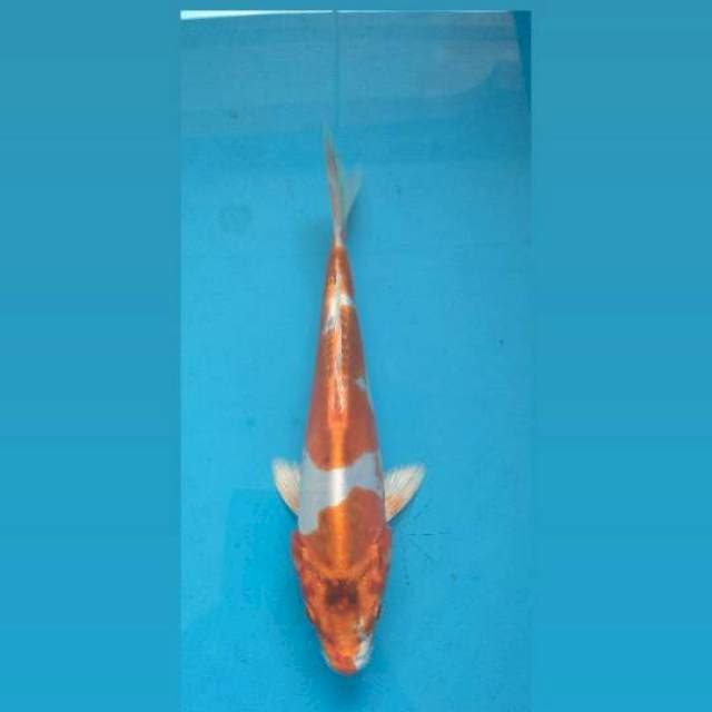 Kujaku Doitsu 22Cm