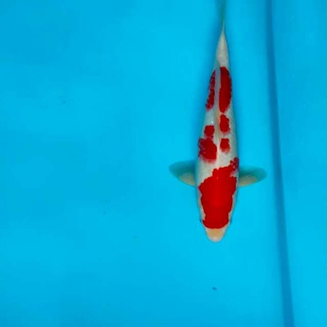 Kode. A Kohaku merah strong™