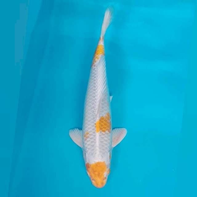 Hariwake³²