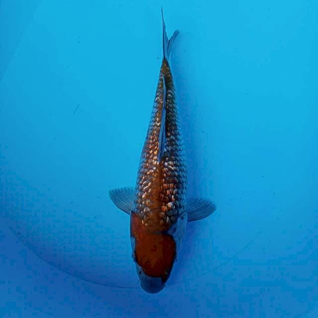 MARUTEN OCHIBA SHIGURE 31CM