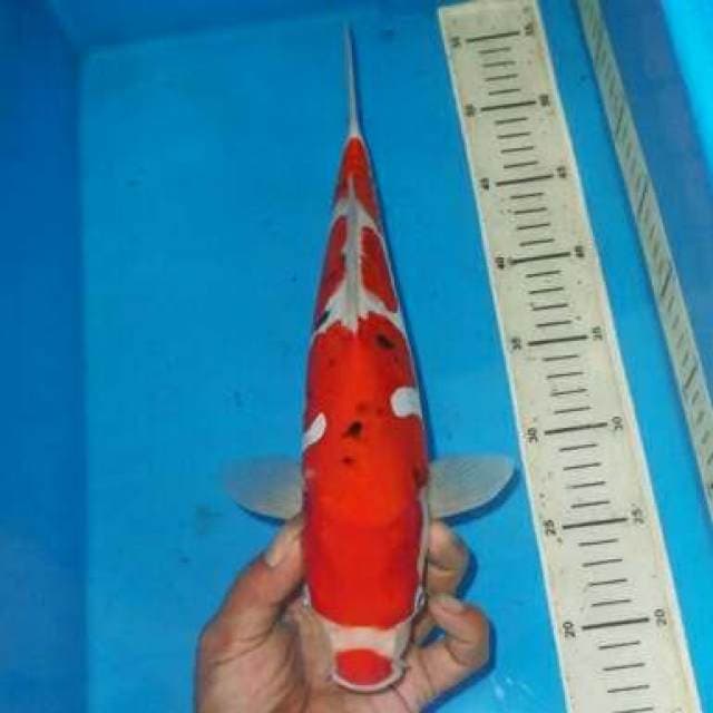 KUCIBENI SANKE
