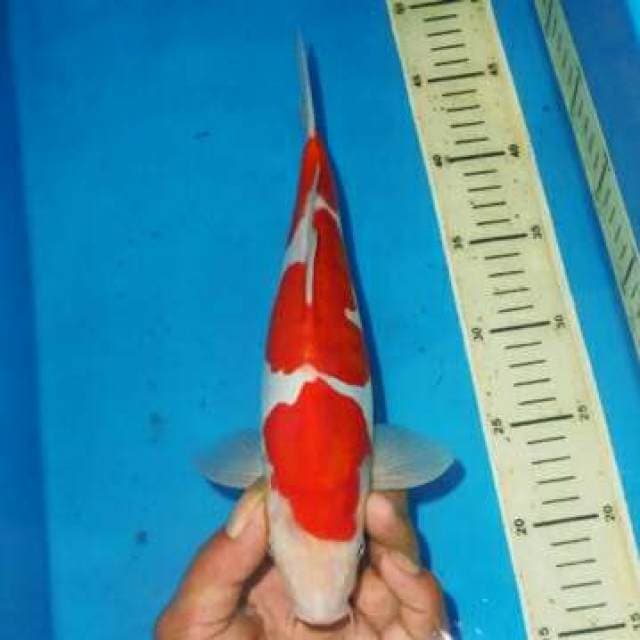 KKOHAKU