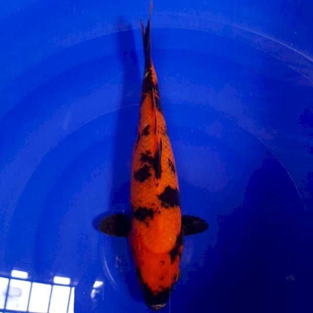 Hi Utsuri A+ 25cm
