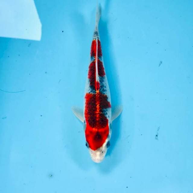 Goshiki, 21 cm
