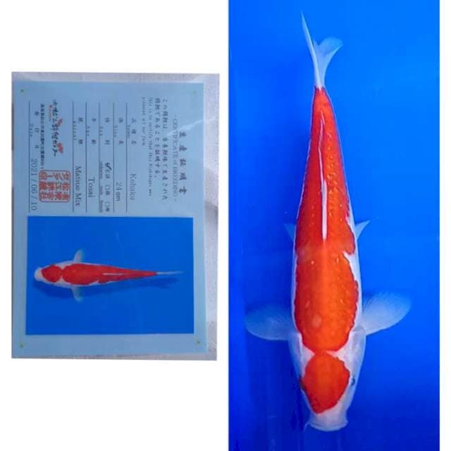 Kohaku Matsue Hot Serti Lengkap